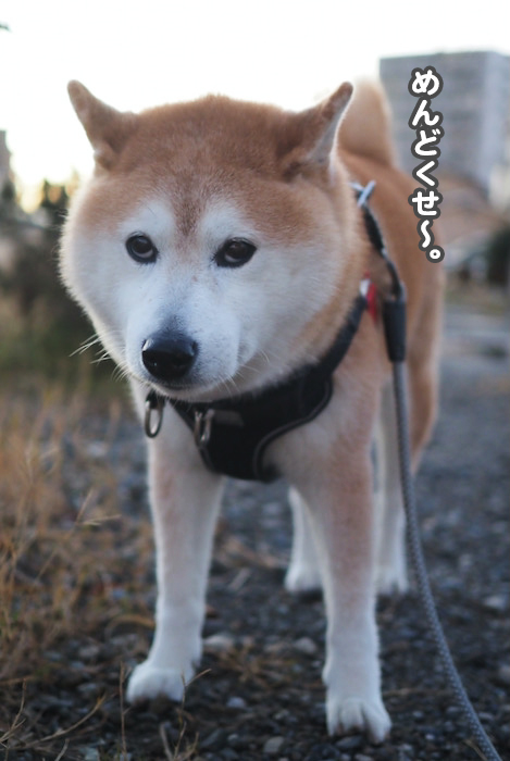 22日夕ブログ７