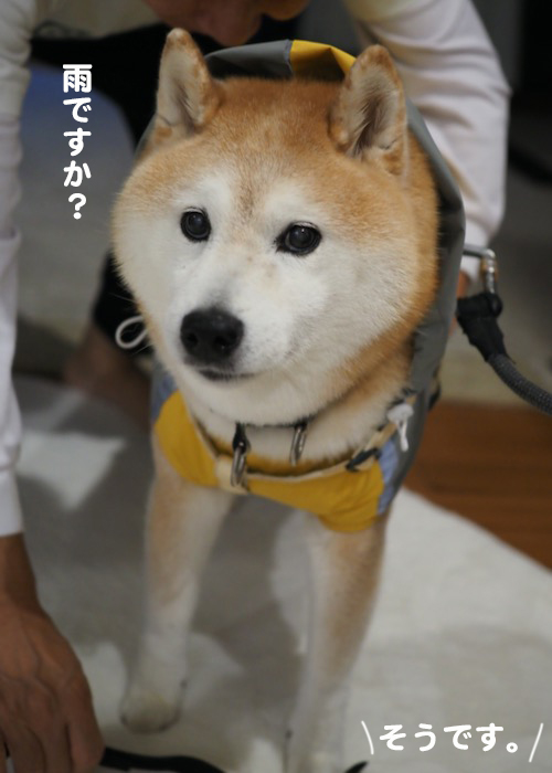 8日夕ブログ２