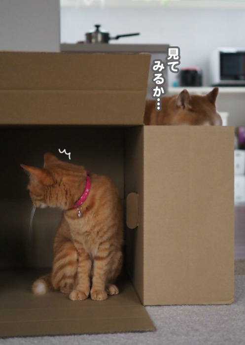 2日夕ブログ５