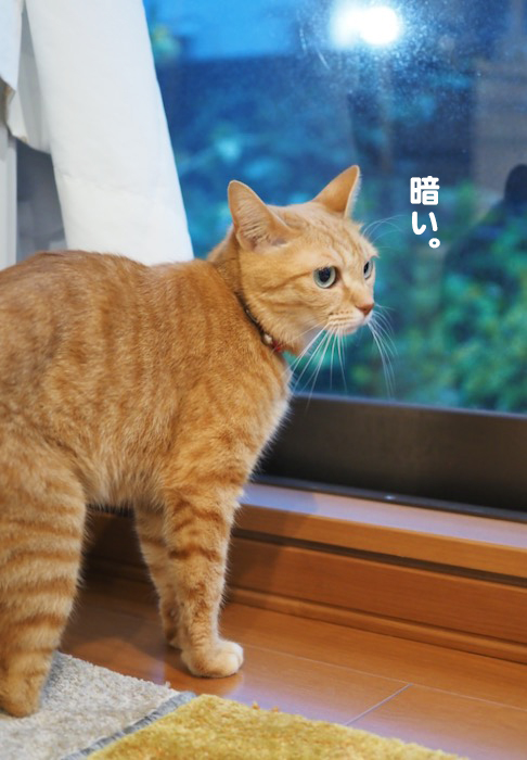 5日夕ブログ５