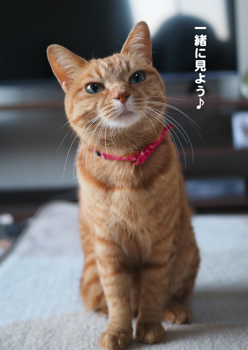 3日夕ブログ４