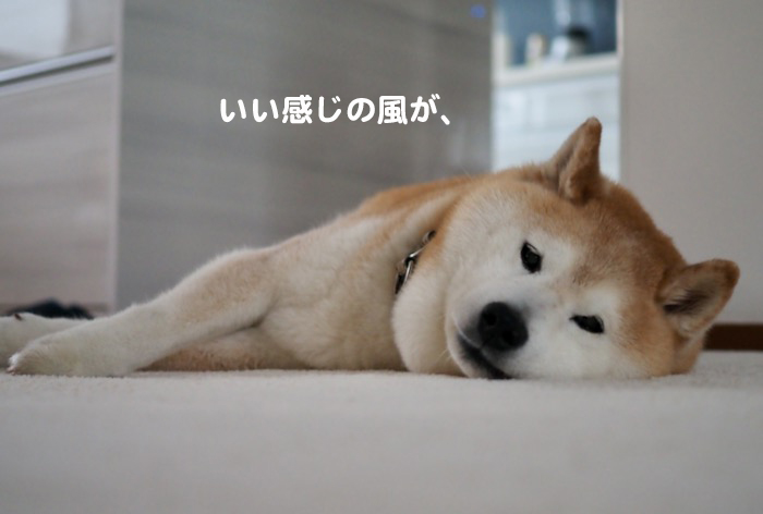 21日夕ブログ３