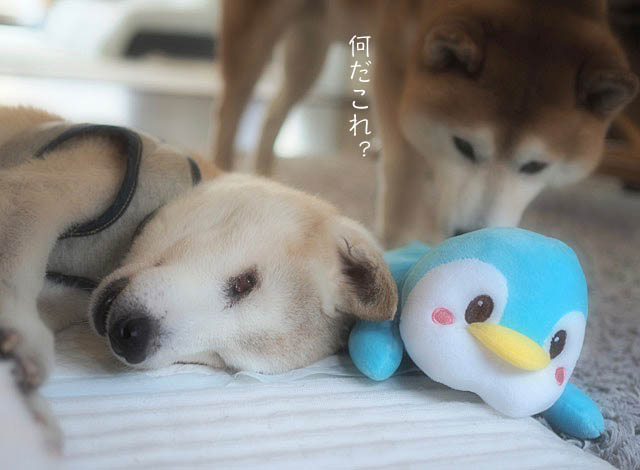 22日ブログ4