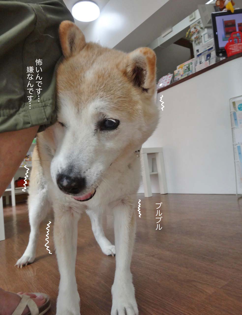 たかが爪切り されど爪切り 湘南凸凹柴wan日記