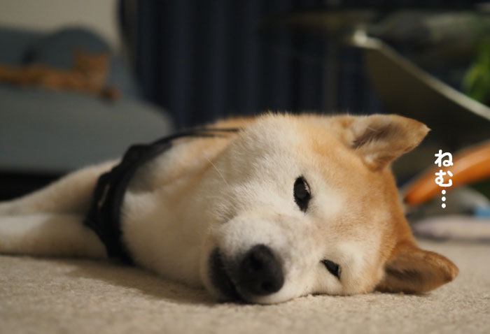 13日夕ブログ２