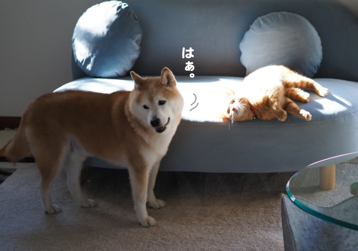 28日夕ブログ９