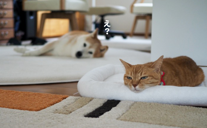 7日夕ブログ４
