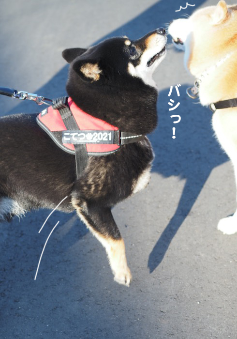 20日夕ブログ4