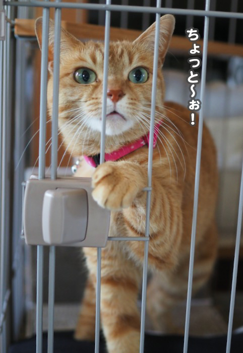27日夕ブログ７
