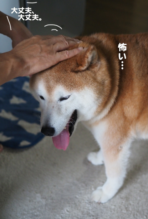 28日夕ブログ５