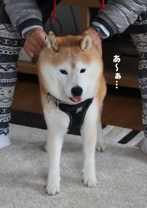20日夕ブログ８