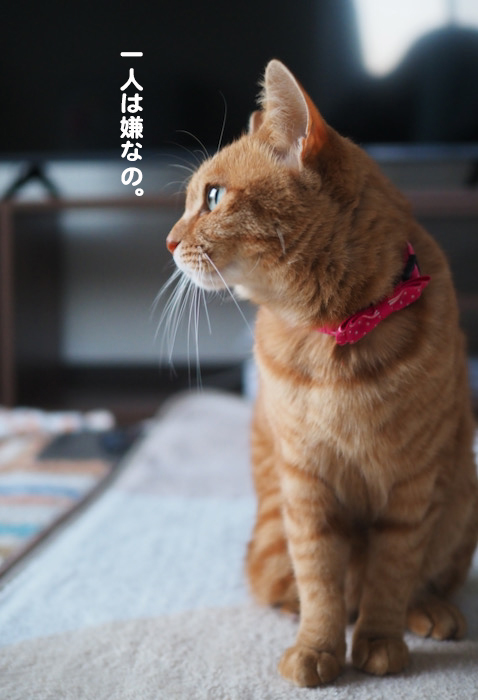 3日夕ブログ３