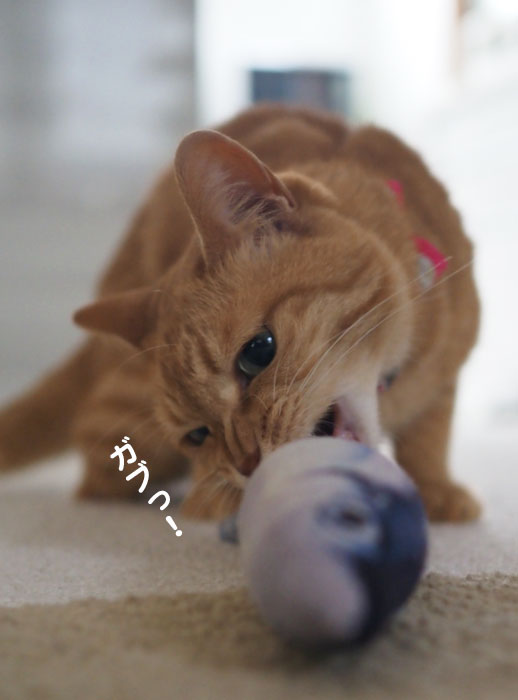 ５日夕ブログ４
