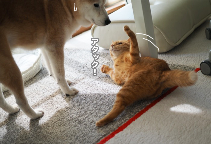 6日夕ブログ８