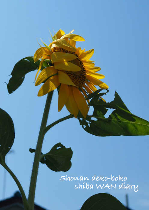 28日夕ブログ１