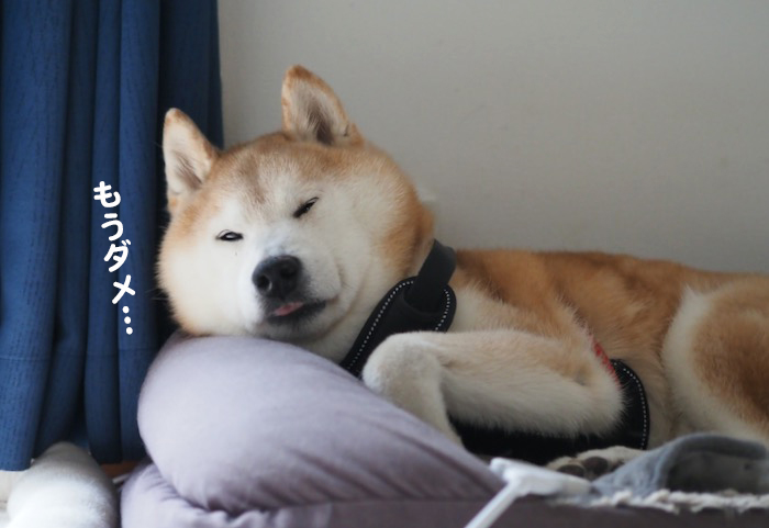 13日夕ブログ５