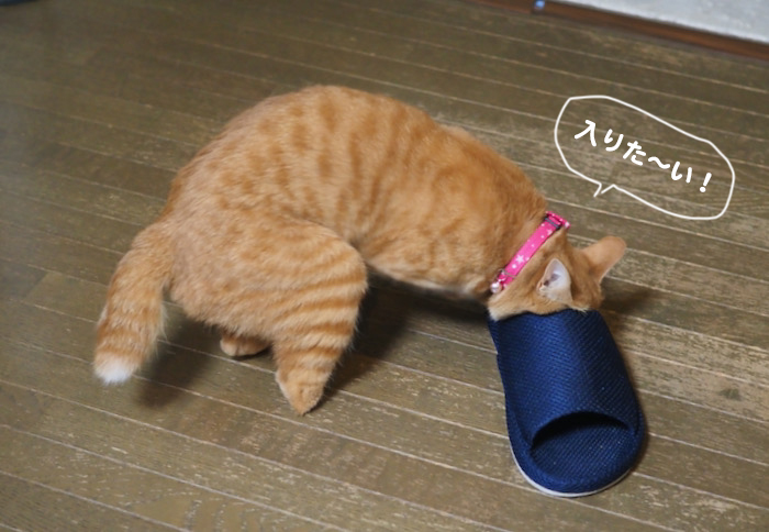 23日夜ブログ９