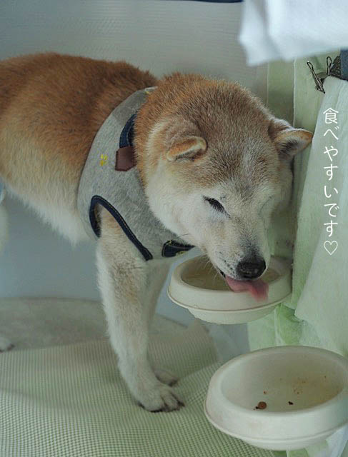 25日午後グログ9
