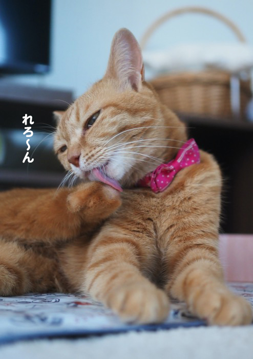 25日夕ブログ３