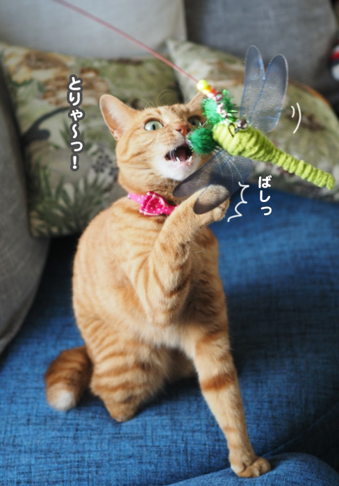 17日夕ブログ６