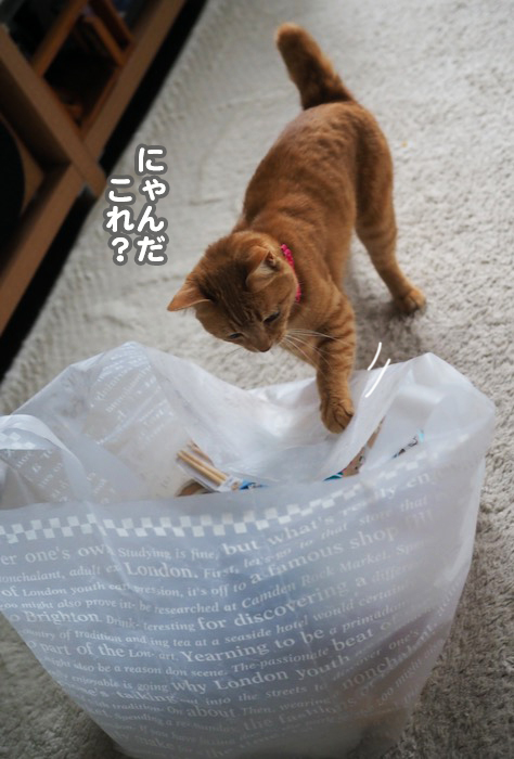 30日夕ブログ３