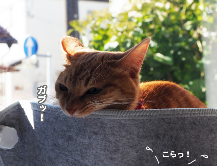 19日夕ブログ７