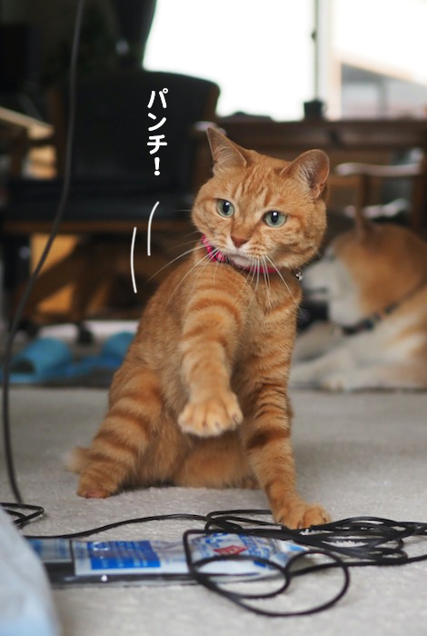 14日夕ブログ１０