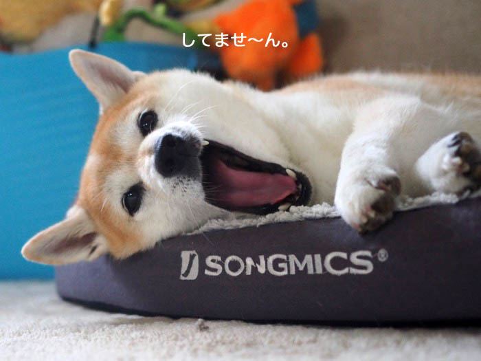 1日夕ブログ５