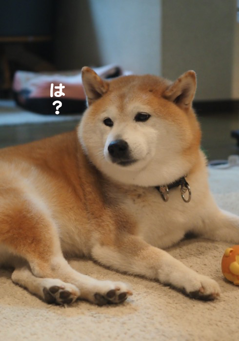 27日夕ブログ１０