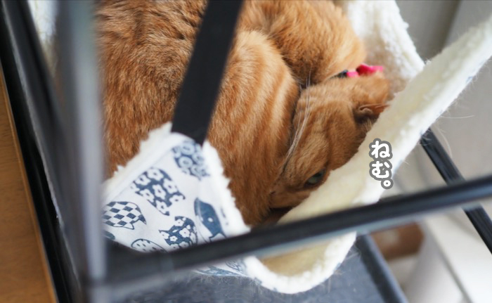 8日夕ブログ７