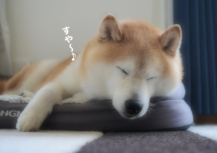 21日夕ブログ２