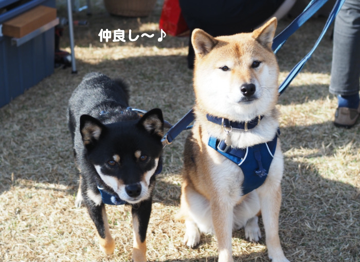 11日夕ブログ１１