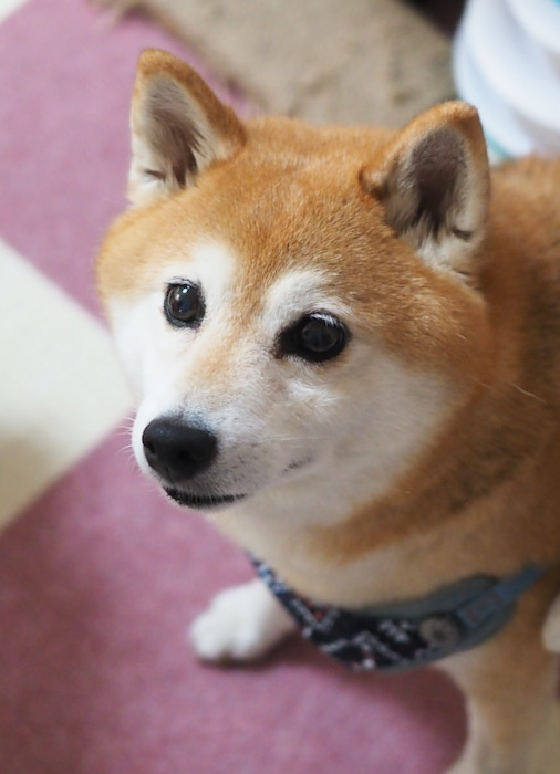 26日夜ブログ7