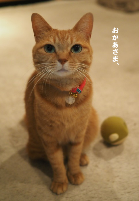 11日夕ブログ2