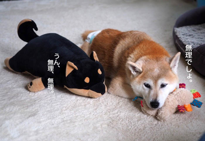 22日夕ブログ９