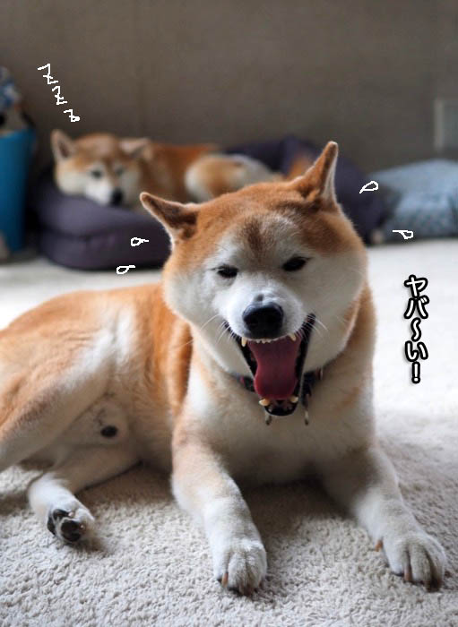 16日夕ブログ４