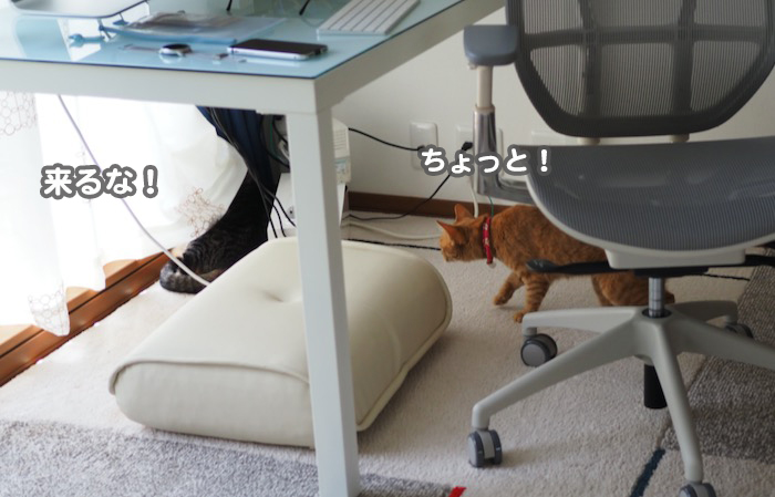 17日夕ブログ２