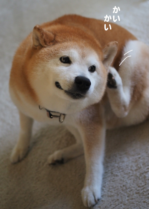 3日夕ブログ３
