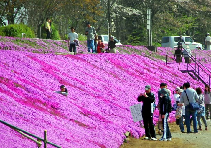 芝桜名所 相模川芝ざくら 神奈川県相模原市 全国のオススメ芝桜名所を案内しています 芝桜名所 相模川芝ざくら 神奈川県相模原市 全国のオススメ芝桜名所を案内しています