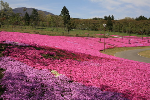 sibazakura080425-13-04