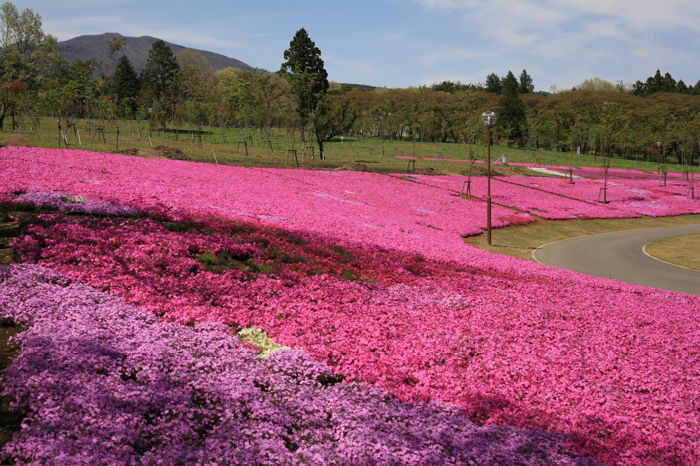 芝桜名所 みやぎ千本桜の森公園 群馬県前橋市 全国のオススメ芝桜名所を案内しています 芝桜名所 みやぎ千本桜の森公園 群馬県前橋市 全国のオススメ芝桜名所を案内しています