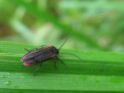 スジグロベニボタルの観察会 シービホロ