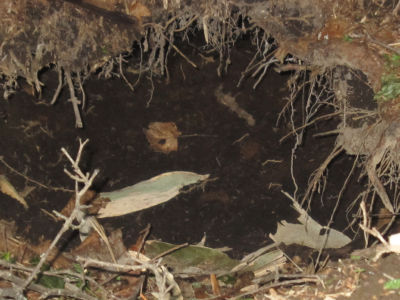 ヒグマ冬眠穴を発見 シービホロ