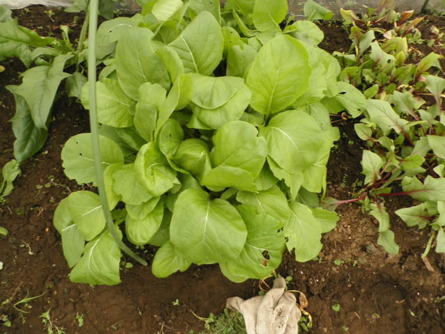 今育てている野菜 小さい庭の家庭菜園 今育てている野菜 小さい庭の家庭菜園