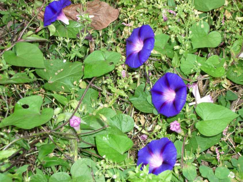 アサガオ 朝顔 の古種 山の夜ばなし