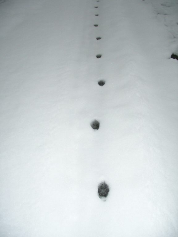 四足の足跡 山の夜ばなし