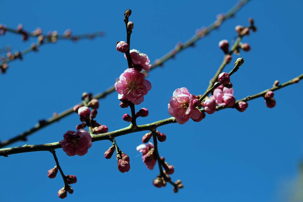 IMG_9716