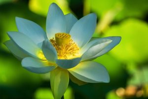 lotus-flower-4774833_640-300x200