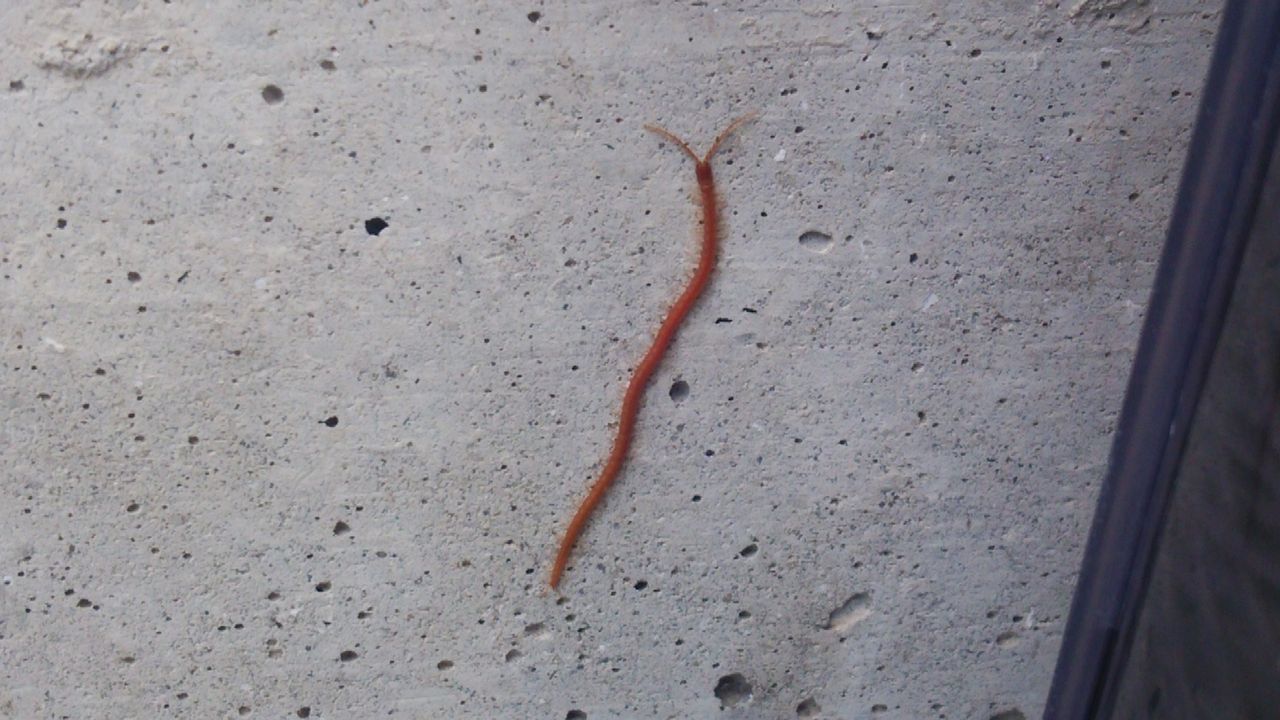 ムカデ嫌い 涙 紫園 社員日記