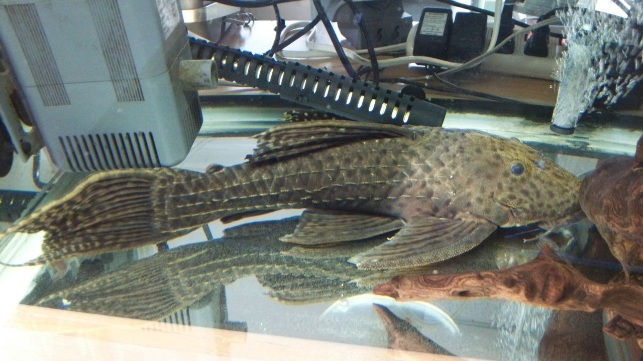 ドラゴンキングトリム 紫園 社員日記